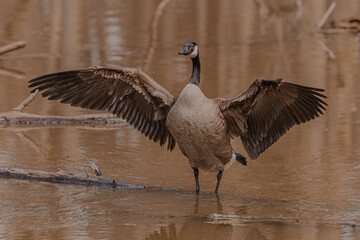 goose in flight