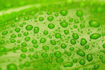 green leaf with drops of water