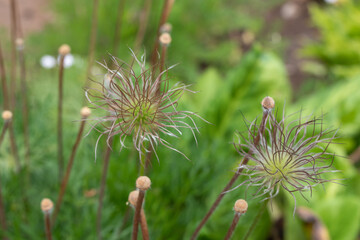 seed maturation in Pasque Flower or Pulsatilla vulgaris plant after flowering