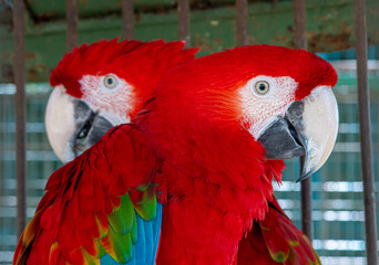Fototapeta premium parrot, bird, macaw, red, tropical, animal, beak, colorful, nature, parrots, zoo, blue, feather, green, wild, bright, birds, ara, exotic, wildlife, pet, scarlet, beautiful, feathers, yellow 