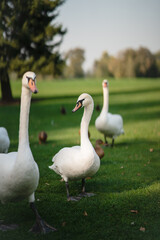 White swans resting on the green grass in the park.