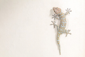 Close up gecko on white wall.