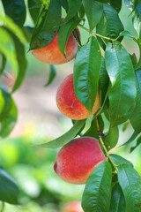 close up on fresh peaches on the branch