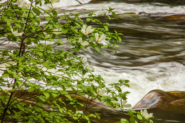 Dogwoods blooming along the Merced River in Yosemite National Park in the springtime