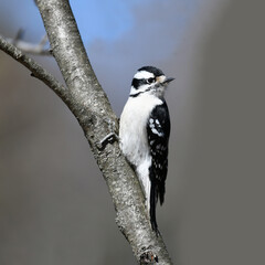 downy woodpecker searching pest on the tree trunk