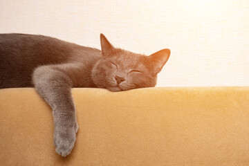 gray cat sleeps with its paws dangling on the back of a mustard-colored sofa, sunlight.