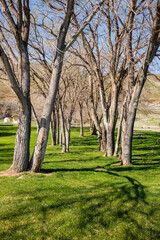 Trees and park Maryville museum of art Washington.