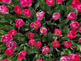 pink tulips in bloom from above