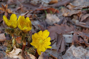 森に咲いた福寿草の黄色い花。