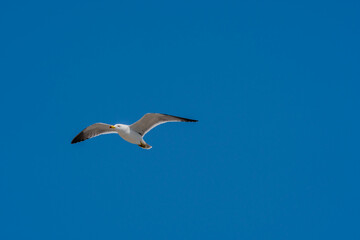 Single seagull flying high above in clear blue sky