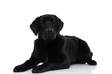 labrador retriever dog laying down and looking at the camera