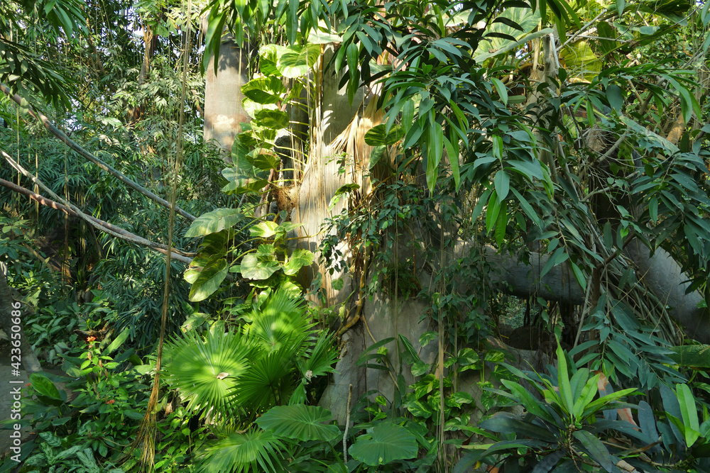 Poster indonesian jungle with old trees, green scrubs and lianas, guided adventure tour concept