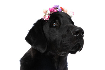 adorable labrador retriever dog looking away, wearing a headband