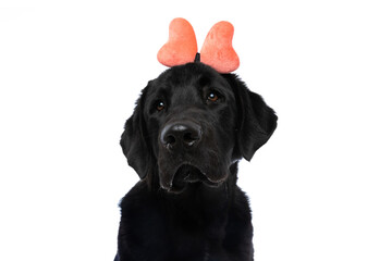 cute labrador retriever dog wearing a butterfly headband