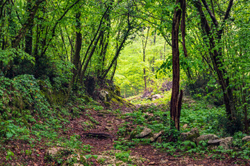 Footpath deep in the wet rainforest