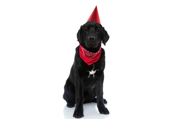 labrador retriever dog wearing a red birthday hat and bandana
