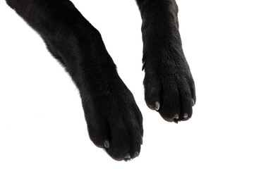 two black paws of an labrador retriever