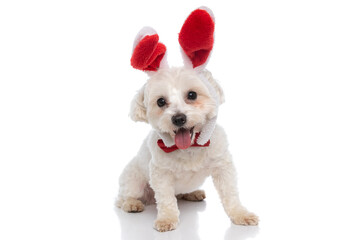 Obraz premium seated cute bichon dog wearing red bunny ears