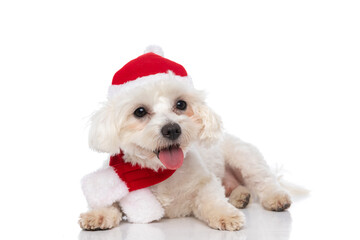 cute bichon dog panting, wearing a christmas hat