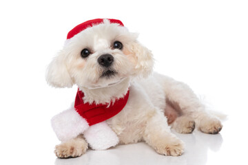 sweet bichon dog wearing santa klaus's hat