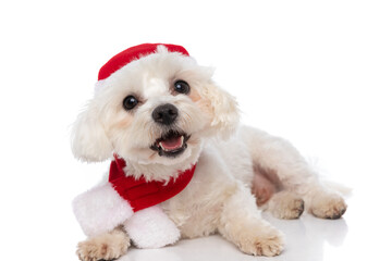 happy bichon dog laying down, wearing a christmas hat