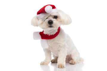 adorable bichon dog wearing christmas hat and sitting