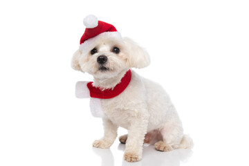 cute little bichon dog wearing santa klaus's hat