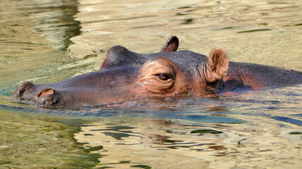 Hippo swimming in river, detail of head above water, beautiful african animal