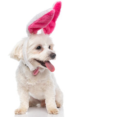 beautiful bichon dog wearing pink bunny ears and bowtie