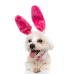 sweet bichon dog is wearing pink bunny ears