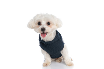 little bichon dog feeling happy, wearing a winter cloth