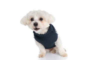 beautiful bichon dog feeling shocked and looking away