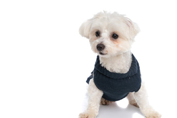 sweet bichon dog looking away, wearing a winter cloth