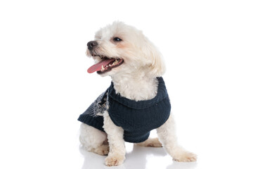 small bichon dog sticking out tongue, wearing a winter cloth