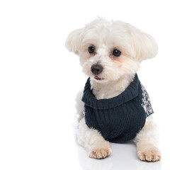 adorable bichon dog looking away, laying down