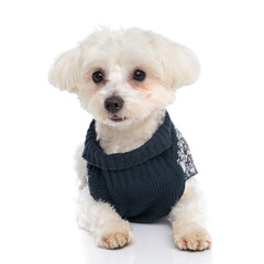 cute bichon dog laying down, wearing a winter cloth