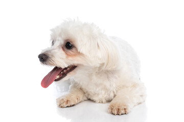 sweet bichon dog sticking his tongue out, looking aside
