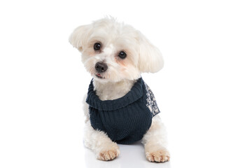 cute bichon dog wearing a winter cloth