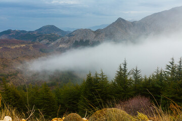 Picturesque mountain landscape with thick fog descending wooded slope on winter day
