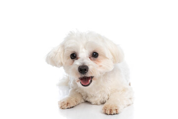 beautiful bichon dog laying down and sticking out tongue
