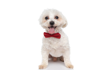 small cute bichon dog sticking out his tongue