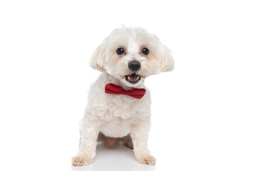 adorable seated bichon dog sticking out tongue