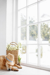 Dog in hat sleeping near the window