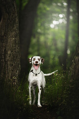 dog in nature near tree