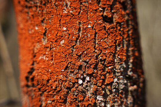 Detail of red orange algae (Trentepohlia umbrina) on tree trunk, gardening concept