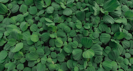 Top view green leaves of water lettuce floating on water surface. Pistia stratiotes or water lettuce is aquatic plant. Invasive species. Closeup leaf of water lettuce pond plants. Green leaves texture