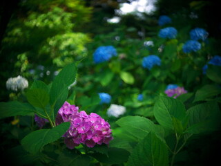 flowers in the garden