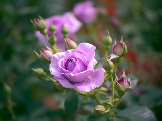 紫色の薔薇