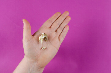 The teeth of the animal lie in the woman's palm.