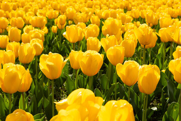 Obraz premium Beautiful spring yelllow tulips flowers background